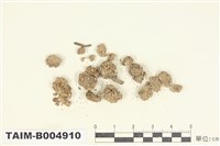 藏品(羊角衣屬)的圖片